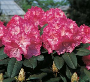 RODODENDRON GERMANIA Rhododendron hybridum