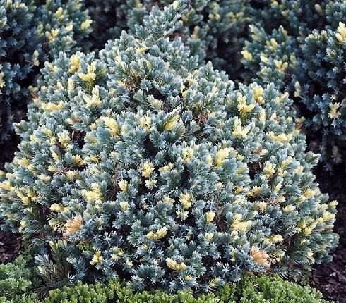 JAŁOWIEC ŁUSKOWATY  FLOREANT Juniperus squamata