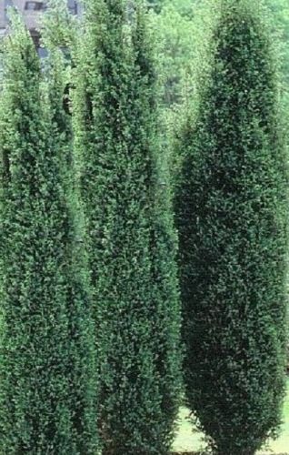 JAŁOWIEC POSPOLITY  HIBERNICA Juniperus communis