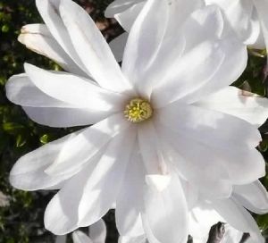 5970-Star-Magnolia