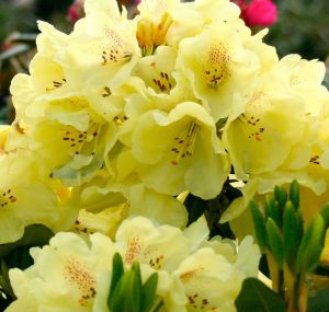 RODODENDRON GOLDKRONE  Rhododendron wardii hybridum