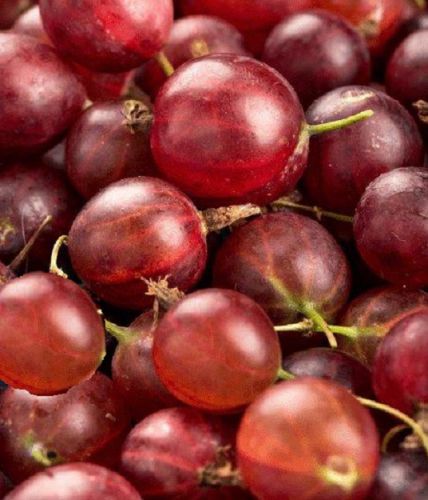AGREST  KAMIENIAR Ribes uva-crispa