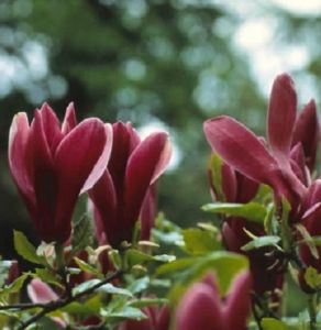 beverboom-magnolia-liliiflora-nigra-506-b510