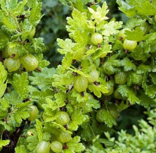 AGREST INVICTA Ribes uva-crispa