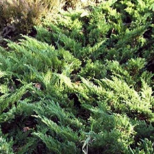 JAŁOWIEC SABIŃSKI TAMARISCIFOLIA  Juniperus sabina