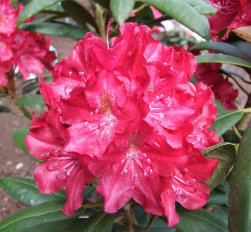 RODODENDRON KAZIMIERZ WIELKI ROYAL SCARLET - Rhododendron hybridum