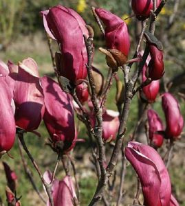 magnolia-nigra