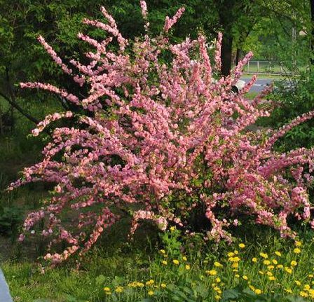 MIGDAŁEK TRÓJKLAPOWY Prunus Triloba