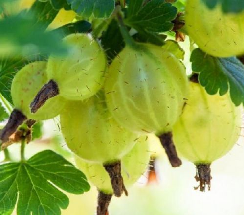 AGREST MUCURINES Ribes uva-crispa