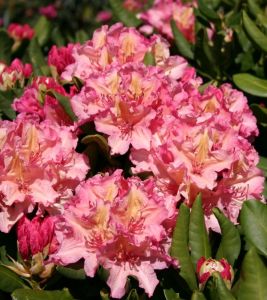RODODENDRON BRASILIA Rhododendron  wardii-hybridum