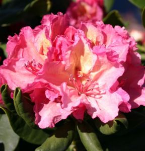 rhododendron-brasilia-m002316_w_0