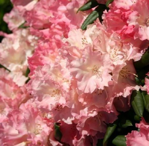 RODODENDRON BRUNS LORELEY Rhododendron  Yakushimanum