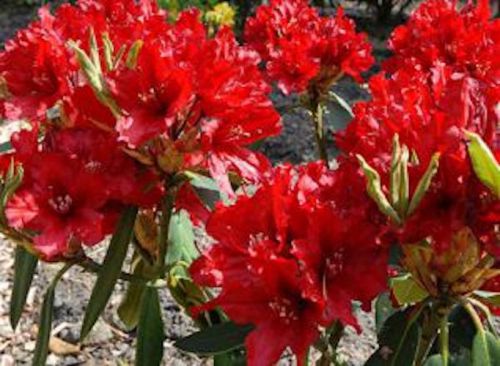 rhododendron_taragona1