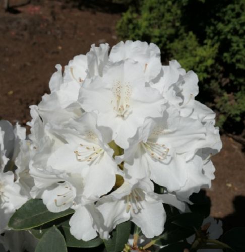 RODODENDRON SCHNEEKRONE Rhododendron yakushimanum