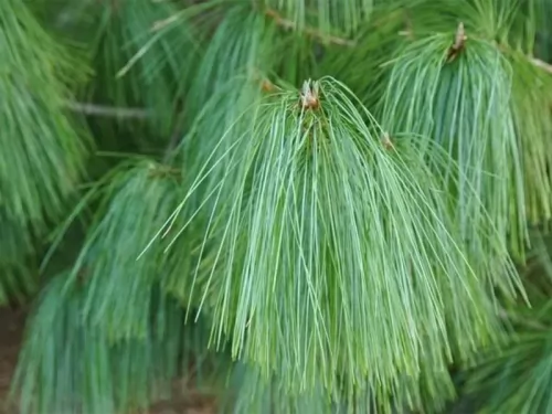 SOSNA HIMALAJSKA  Pinus wallichiana
