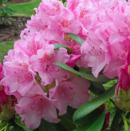RODODENDRON HELSINKI UNIVERSITY Rhododendron brachycarpum-hybridum