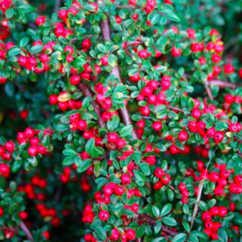IRGA CORAL BEAUTY Cotoneaster suecicus 'Coral Beauty