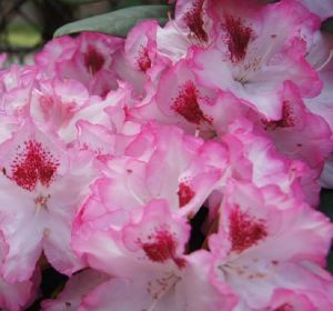 RODODENDRON HACHMANN\'S CHARMANT Rhododendron hybridum