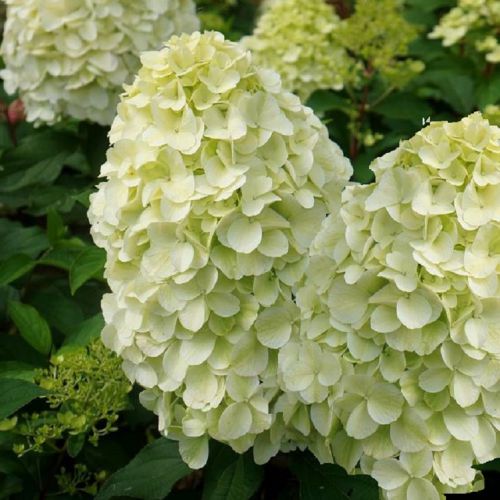 Hortensja bukietowa ''HERCULES'' Hydrangea paniculata Hortensja bukietowa ''HERCULES'' Hydrangea paniculata
