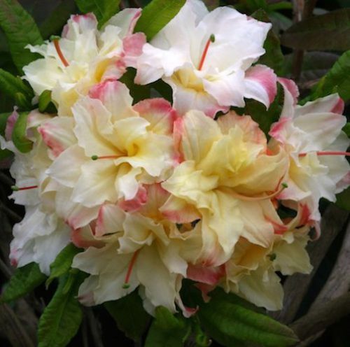 AZALIA WIELKOKWIATOWA CANNON\'S DOUBLE Rhododendron Azalea