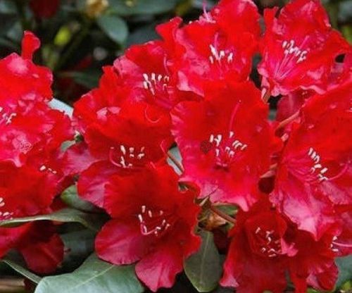 RODODENDRON RED JACK Rhododendron hybridum