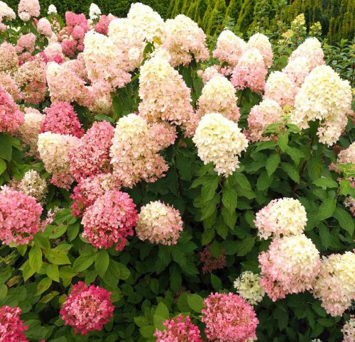 Hortensja bukietowa ''QUEEN BALLERINA'' Hydrangea paniculata Hortensja bukietowa ''QUEEN BALLERINA'' Hydrangea paniculata