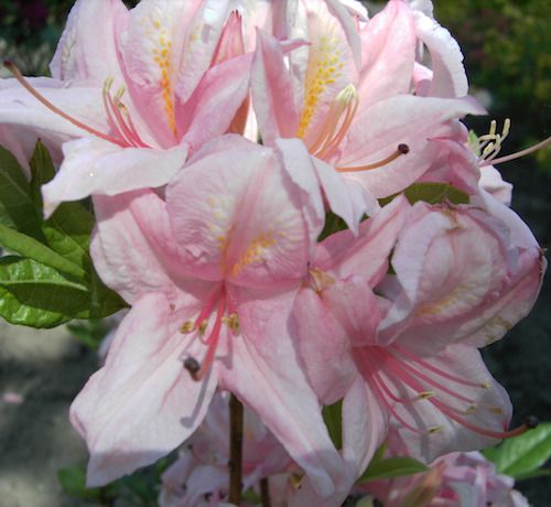 rhododendron-soir-de-paris0